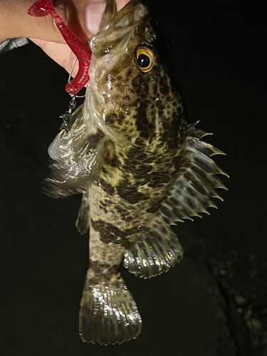 タケノコメバルの釣果