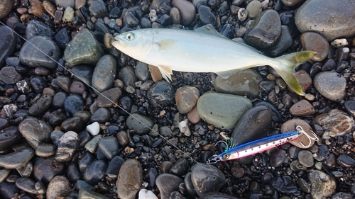 ワカシの釣果