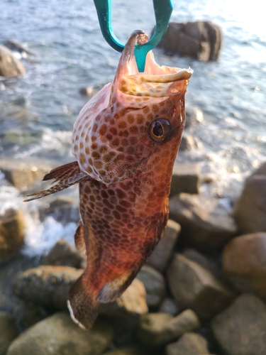 オオモンハタの釣果