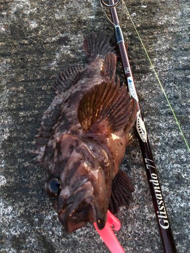 カサゴの釣果