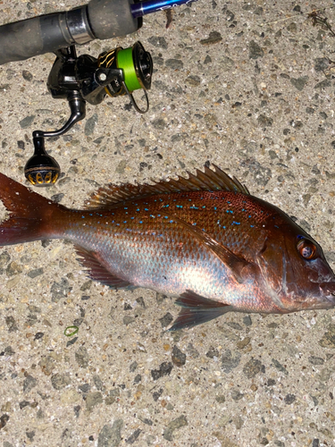 タイの釣果