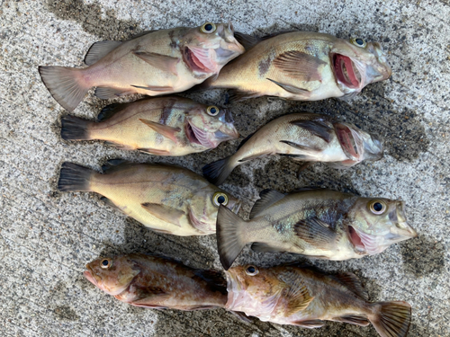 シロメバルの釣果