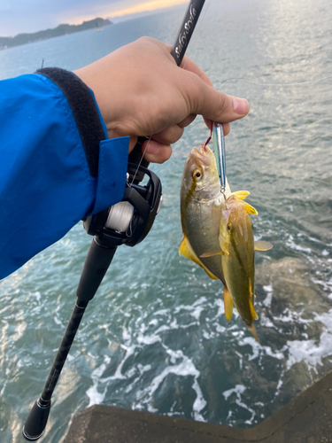 ショゴの釣果