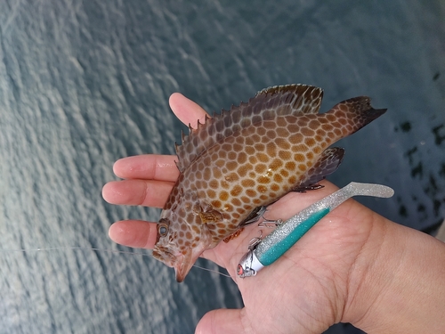 オオモンハタの釣果