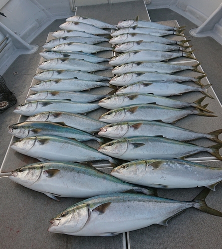 ブリの釣果