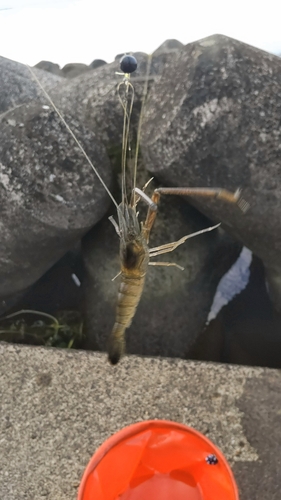 テナガエビの釣果