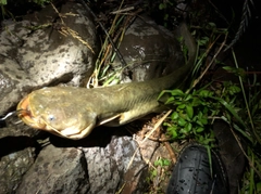 ナマズの釣果