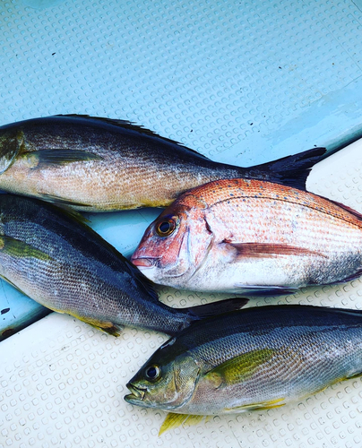 イサキの釣果