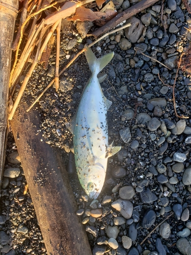 ワカシの釣果