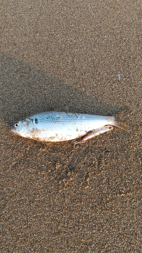 コノシロの釣果