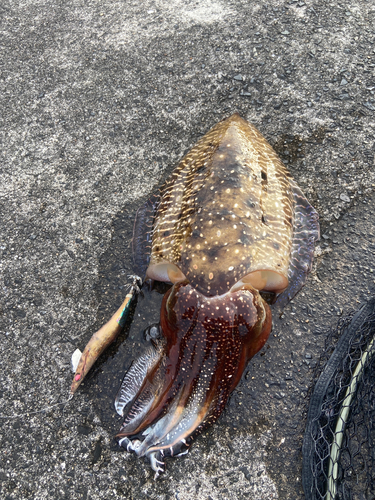 コブシメの釣果