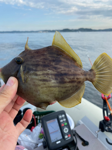 カワハギの釣果