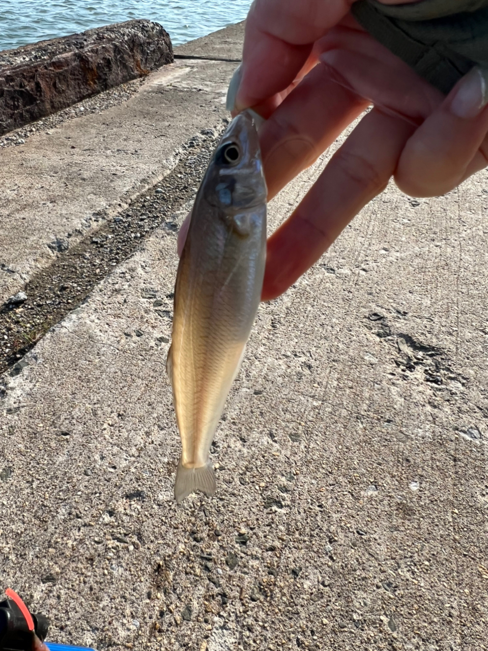 立馬崎で釣れたシロギスの釣り・釣果情報 - アングラーズ