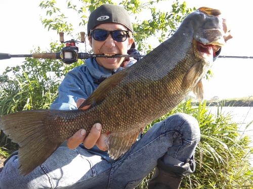 スモールマウスバスの釣果