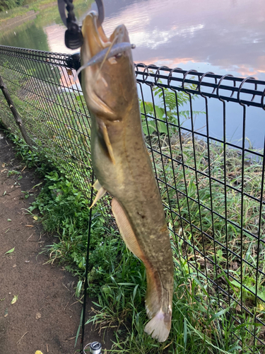 ナマズの釣果