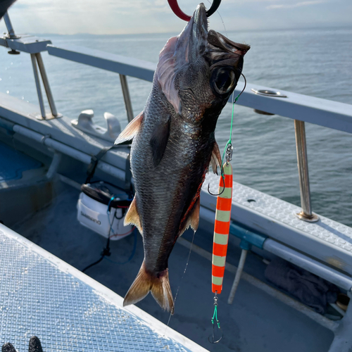 ムツの釣果