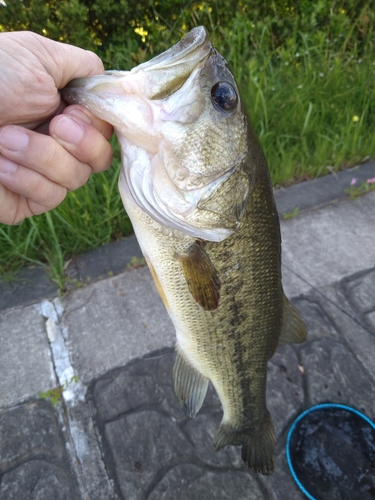 ラージマウスバスの釣果