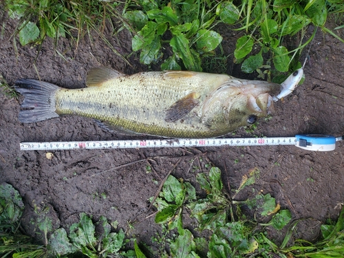 ブラックバスの釣果