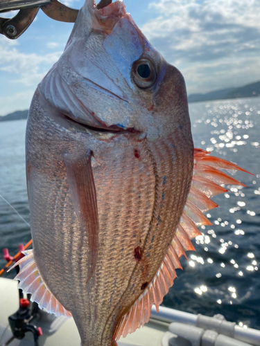 マダイの釣果