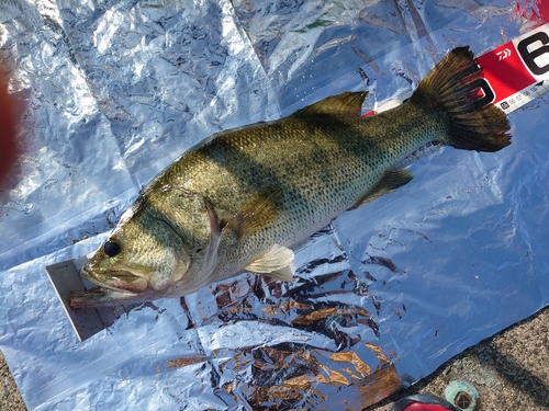 ブラックバスの釣果