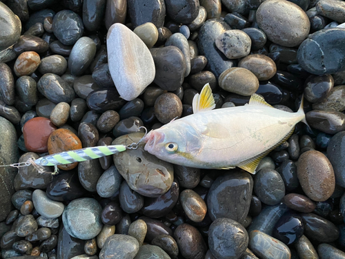 ショゴの釣果