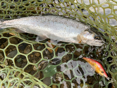 ニジマスの釣果