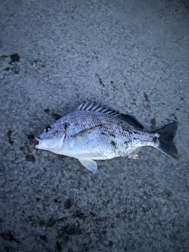 キビレの釣果