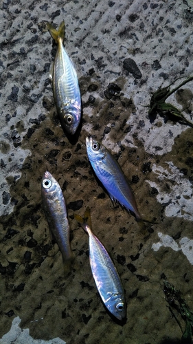 アジの釣果