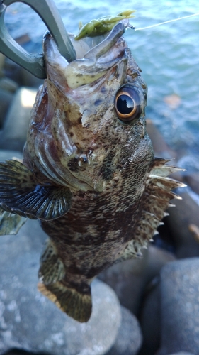 ソイの釣果