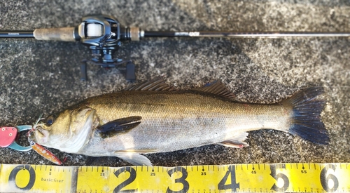 シーバスの釣果