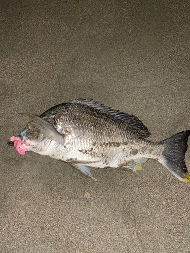 釣果