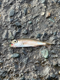 ムツの釣果