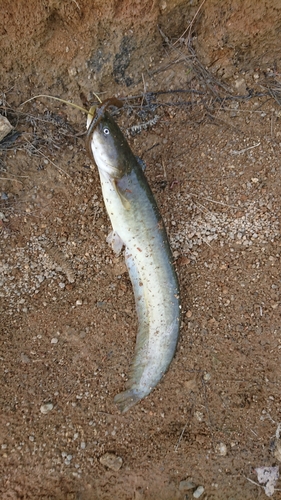 ナマズの釣果