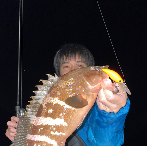 アコウの釣果