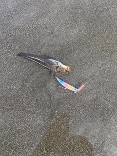 ゴンズイの釣果