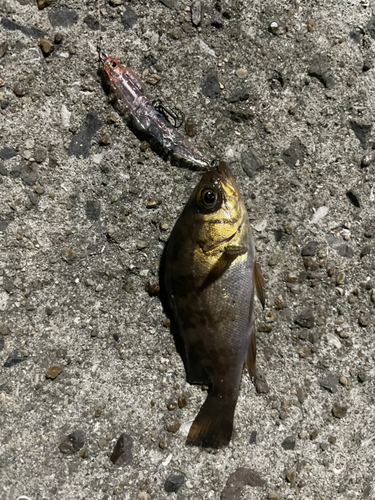 シロメバルの釣果