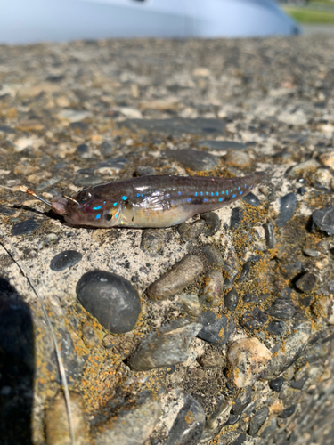 モヨウハゼの釣果