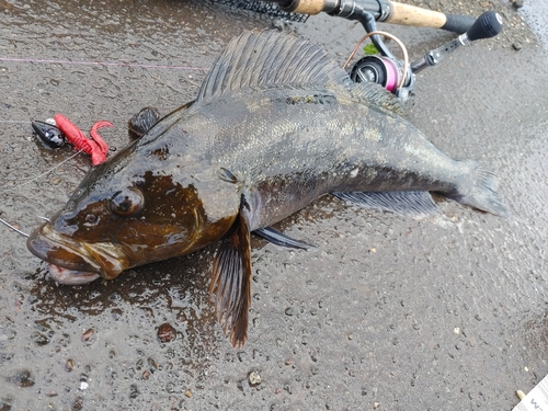 アイナメの釣果