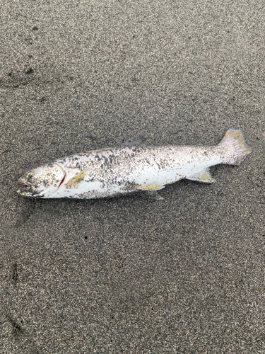 アメマスの釣果