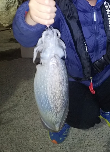 シリヤケイカの釣果