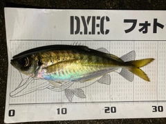 マアジの釣果