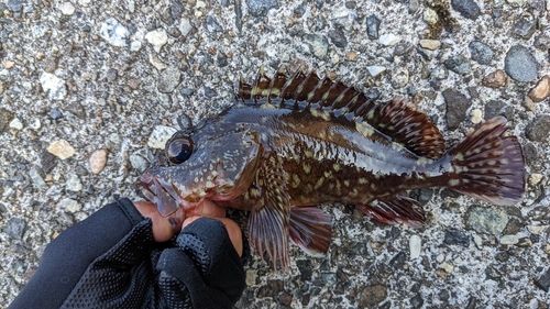 カサゴの釣果