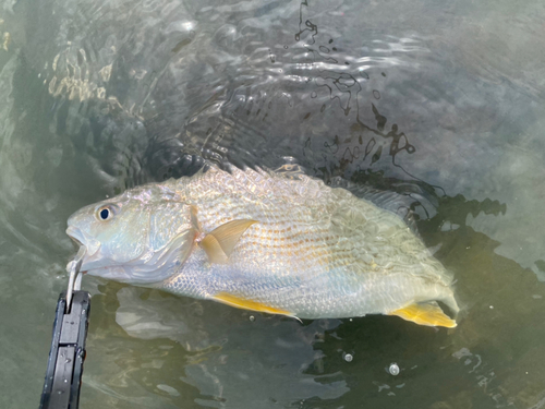 シログチの釣果