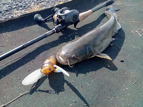 ナマズの釣果