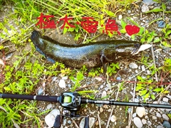 ライギョの釣果