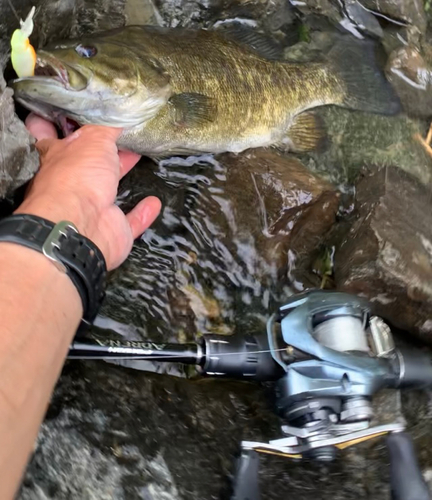 スモールマウスバスの釣果