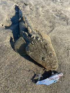 マゴチの釣果