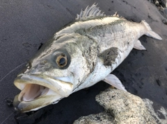 スズキの釣果