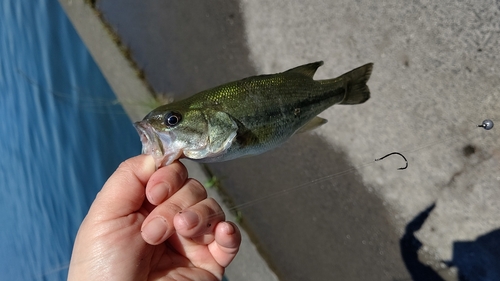 ラージマウスバスの釣果