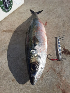 マサバの釣果